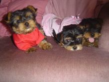 12 Weeks Old Yorkie puppies available