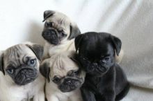 Absolutely Healthy Pug puppies