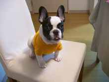 AKC quality French Bulldog Puppy for free adoption!!!