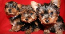 Available Yorkie Puppies