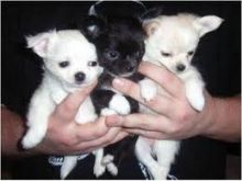 Beutifull Chihuahua Puppies for Rehoming