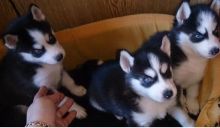 Blue Eyes Siberian Husky Puppies