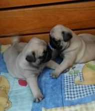 Charming Pug Puppies