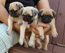 Cute pug puppies male and female