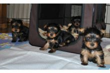 Gorgeous Little Yorkie Puppies