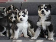 Healthy and Adorable Siberian husky puppies Available