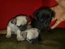 Home Raised Pug puppies for Re-homing