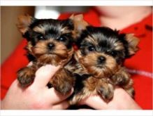 Home Raised Tea-Cup Yorkie Puppies