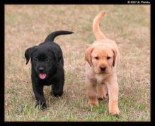 Labrado poodle Puppies