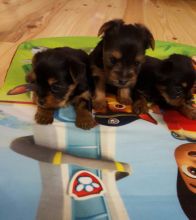Offering : Lovely TeaCup yorkie Puppies for a new pet caring home