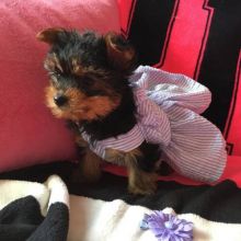 One male and one female Yorkie puppies