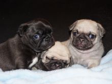 Pug Puppies Now Available