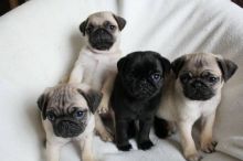 PURE BREED PUG PUPPIES AVAILABLE