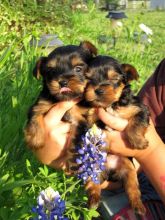 Quality Yorkie Puppies male & female for sale