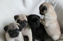 Registered Pug Puppies For Re-Homing