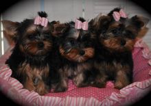 Registered Yorkshire Puppies For Re-Homing