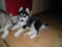 Siberian Husky Good Looking Husky Puppies