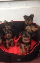 Smart small size Yorkie puppies