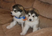 Stunning Alaskan Malamute Pups