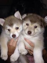Sweet Siberian Husky Puppies