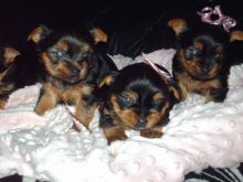 They are purebred Yorkie Puppies
