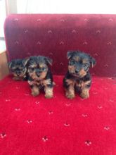 Tiny Yorkie Puppies