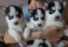 Two cute Siberian husky puppies Male and Female