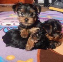 Two Teacup Yorkie puppies