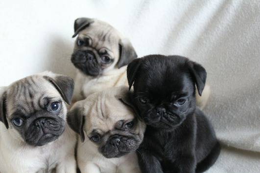 Absolutely Healthy Pug puppies Image eClassifieds4u