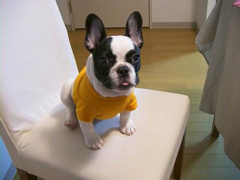AKC quality French Bulldog Puppy for free adoption!!! Image eClassifieds4u