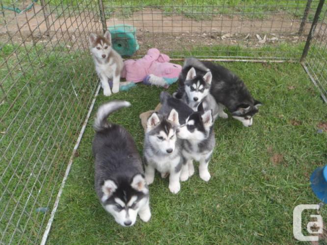 Charming Siberian husky puppies Image eClassifieds4u