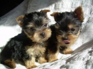 Fantastic Yorkshire Terrier Puppies Image eClassifieds4u