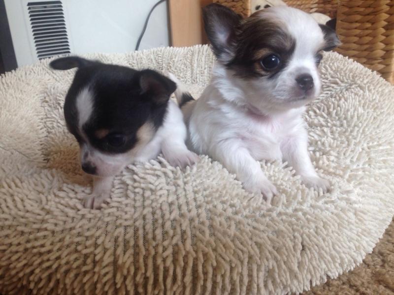 Gorgeous Chihuahua puppies ready to go for adoption (678)390-4450 Image eClassifieds4u