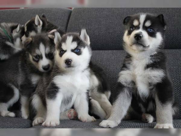 Healthy and Adorable Siberian husky puppies Available Image eClassifieds4u