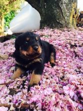 Two Adorable Rottweiler Puppies Available Now! (678)390-4450 Image eClassifieds4u 2