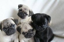 Absolutely Healthy Pug puppies Image eClassifieds4U