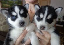 Blue-Eyed, Siberians Husky puppies Image eClassifieds4U