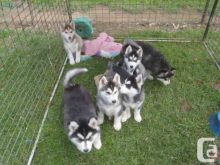 Charming Siberian husky puppies Image eClassifieds4U