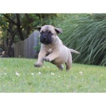 Gorgeous English Bulldog puppy available Image eClassifieds4U
