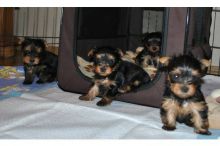 Gorgeous Little Yorkie Puppies Image eClassifieds4U