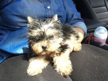 Home Trained Teacup Yorkie Puppies Image eClassifieds4U