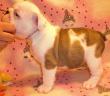 Male and Female English Bulldog Puppy Image eClassifieds4U