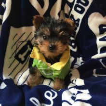 One male and one female Yorkie puppies Image eClassifieds4u 2