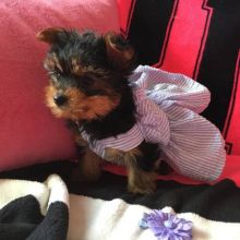 One male and one female Yorkie puppies Image eClassifieds4u 1