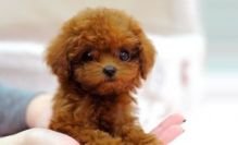 Poodle Puppies for adoption Image eClassifieds4U