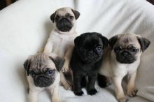 PURE BREED PUG PUPPIES AVAILABLE Image eClassifieds4U