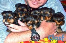 Purebred Tiny Yorkie Puppies Image eClassifieds4U