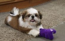 Shit Tzu Puppies for Adoption Image eClassifieds4U