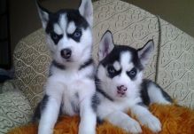 Stunning Siberian Husky Puppies Image eClassifieds4U