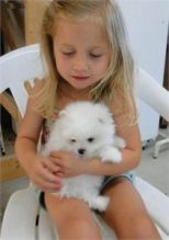 Yorkshire terrier cross puppy last one! Image eClassifieds4U